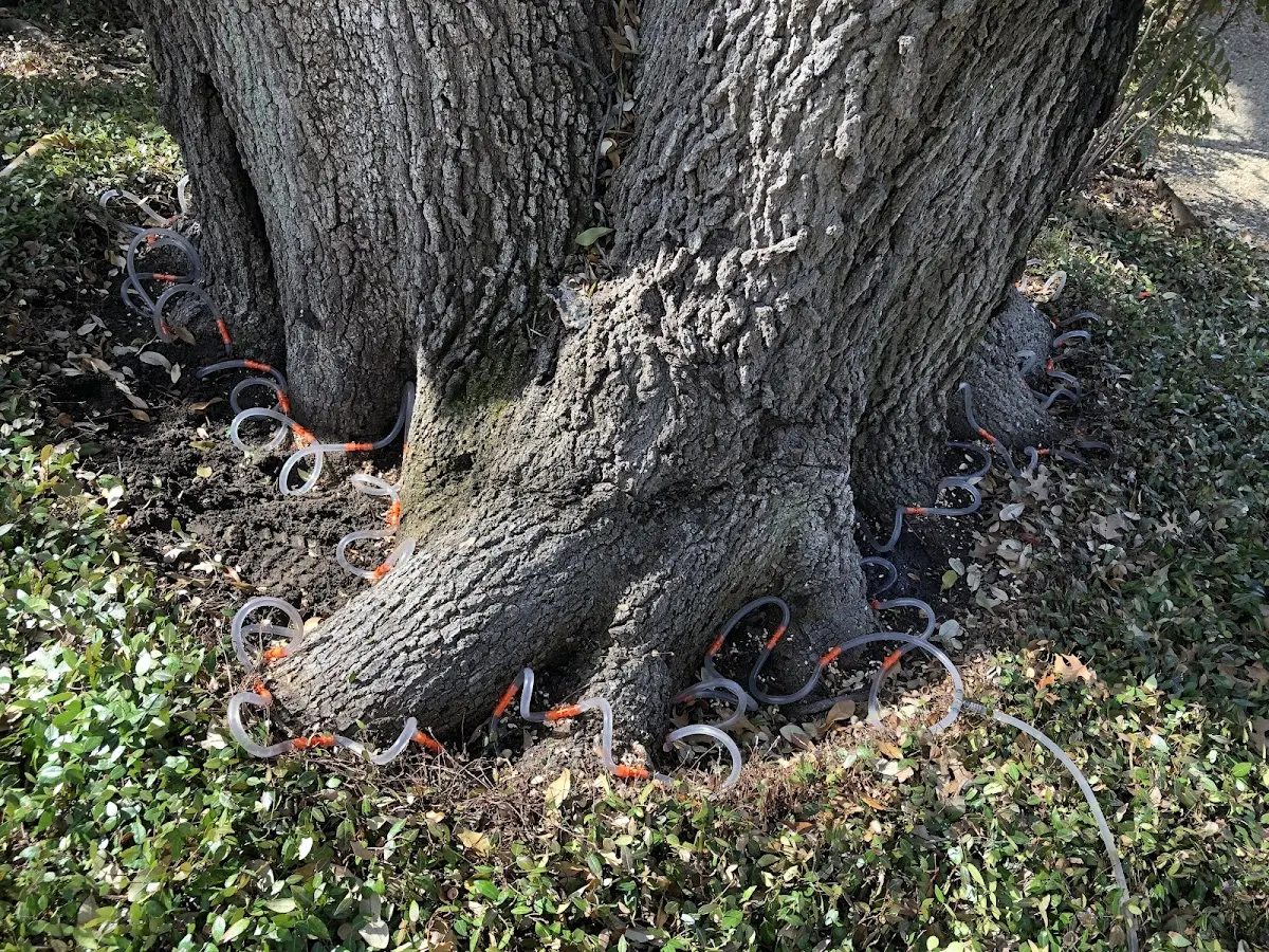 Detailed Tree Cabling and Bracing job site in Kaw City