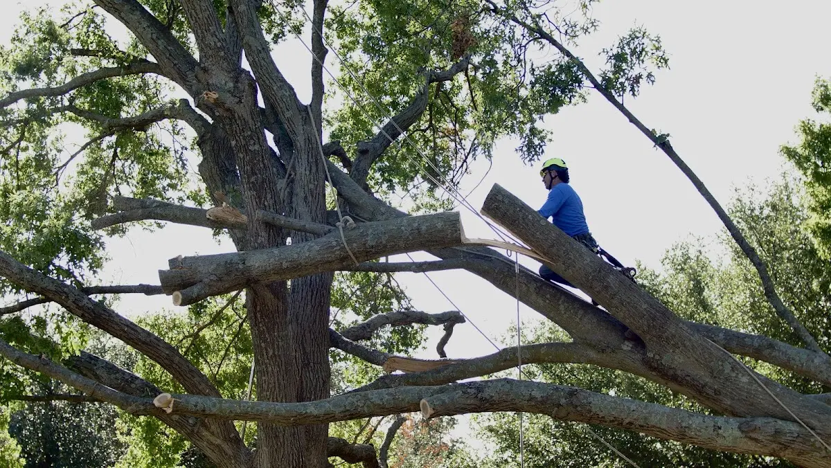 Professional Hazardous Tree Removal performed by certified arborists in Kaw City