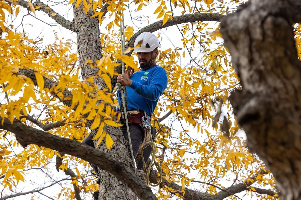 Skilled Tree Planing crew working in Kaw City